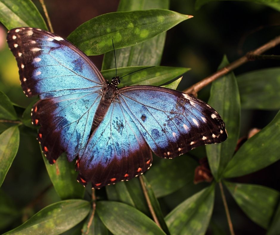 Papillon Bleu en Gros Plan